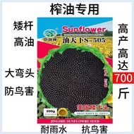 Ready Stock Quick Shipment Short Big Head Oil King King Oil Sunflower Seeds Sunflower Seeds Squeeze 