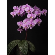 Phalaenopsis Schilleriana/虎斑蝴蝶兰