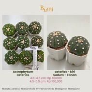Astrophytum asterias V Type, Super Kabuto, Nudum - BUMI Gurun Cactus