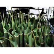Daun lerek/lirik segar untuk balut lemang 10 helai