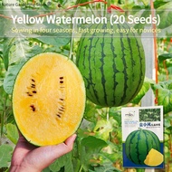 เมล็ดพันธุ์แตงโม เมล็ดแตงโม เนื้อสีเหลือง หวานสุดๆ บรรจุ 20เมล็ด Yellow Watermelon Seeds Fruit Seeds for Planting เมล็ดพันธุ์ผลไม้ เมล็ดพันธุ์ OP/F1 แท้ ผลไม้อินทรีย์ ต้นไม้ผลกินได้ ต้นไม้กินผล เมล็ดผลไม้ พันธุ์ไม้ผล บอนไซ เมล็ดพันธุ์บอนสี ปลูกได้ตลอดปี