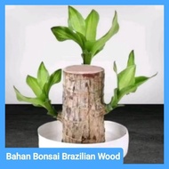 Brazilian Wood Bonsai Material 15cm high ready to plant in indoor and outdoor
