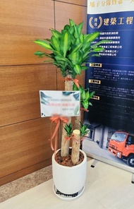開幕送禮盆栽-巴西鐵樹