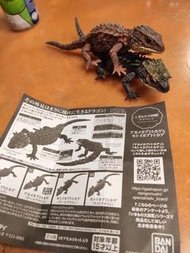 生物大圖鑑 紅眼鷹蜥 木守宮