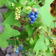 Fresh Snake Reverse Bar Board Return to Wild Dry Edible Wild Bar Board Return to Snake Return to Gra