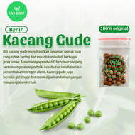 ( 1 Kg ) Benih Biji Kacang Gude | Kacang Hiris | Kacang Kayo | Undis | Pigeon Pea