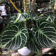 Anthurium Kuping Gajah Dorayaki Silver Tanaman Hias