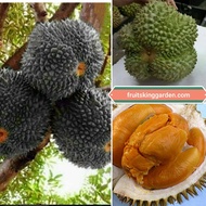 Anak Pokok Durian Duri Hitam (KAHWIN) HYBRID 2 Feet ++ – Ochee (Black Thorn) LIMITED TIME OFFER!! Buah Buahan Fruits Live Plant [WEST MALAYSIA ONLY]