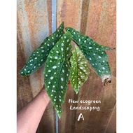 #Newecogreen - #Begonia Maculata 🌱🌱🌱