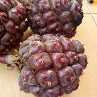 Buah Honje Laka Merah 100 gramKecombrang Laka Asam Cekala Langka