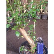 SMALL ROUND LEAF LIVE SANCANG BONSAI