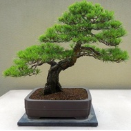 Japanese White Pine Pinus ต้นสนญี่ปุ่น สนขาวญี่ปุ่น ถูกที่สุด เมล็ดพันธุ์บอนไซสนขาวญี่ปุ่น 50 เมล็ด ปลูกง่าย โตไว สนบอนไซ ต้นไม้มงคล ต้นบอนสี ของแต่งบ้าน บอนสีหายากไทย ต้นไม้ ต้นไม้ประดับ เมล็ดบอนสี ต้นไม้ฟอกอากาศ Tree Plants Seeds