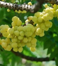 buah cermai segar 1 kg