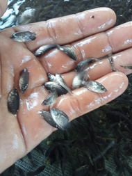 Paketan bibitbgurame nguaci