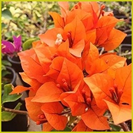 ✤ ◫ ♧ super rare bougainvillea cuttings