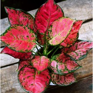 Biji Benih Rare Aglaonema King Red - 3 Seed