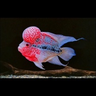 Ikan Louhan SRD Super Jenong - ikan hias paling cakep ikan lohan jambul besar kualitas super