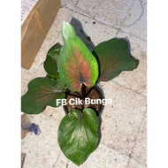 keladi tambuna thailand