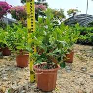 TKL - Eureka Lemon Tree / Eureka Lemon Lollipop 网红香水柠檬/ 香水柠檬棒棒糖 🍋