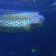 channa barca 24cm