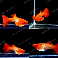 ikan guppy red albino koi gen king koi sepasang