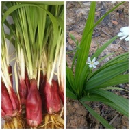 Bawang Dayak Pokok Herba