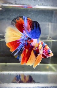 sepasang Ikan Cupang Halfmoon Cantik Warna Acak satu pasang ikan cupang bagus