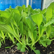 Shanghai Chicken Cabbage Seeds 15g Four Seasons Small Cabbage Seeds Green Vegetable Seeds Vegetable 