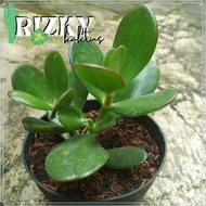 Tanaman hias Jade plant