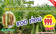หญ้าเนเปียร์ท้ายเขื่อนซุปเปอร์ลีฟ 800 ท่อน  พิเศษเพียงชุดละ 999 บาท ส่งฟรี ***จากราคาปกติท่อนละ 2 บา