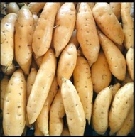 UBI CILEMBU MANIS ASLI