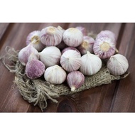 Bawang Putih Jantan  500gram / 1kg | Fresh Solo Garlic | Bawang Putih Tunggal