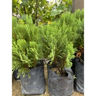 GoldCrest Lemon Cypress live Plant