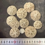 ดอลลาร์ทรายแห้ง 10PCS SAND DOLLAR  ใช้เพื่อตกแต่งบ้านและสวน size:3-6cm