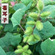 New Cai Cang Ear Seeds Old Cangzi Material Seeds Puncture Cang Ears Four Seasons Sowing Easy Living 