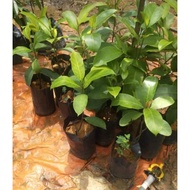 Cempedak King hybrid