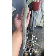 White Monkey tail  cactus / fox tail cactus /cactus （FRESH CUT）