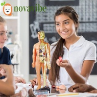 NOVAVIBE Human Body Model, Mannequin Organ Human Anatomy Model, Kids Fun Removable Simulation 3D 3D 