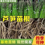 ♞Asparagus Seedlings Root Seedlings Green Purple Asparagus Seedlings For Four Seasons Planting Vegetable Seedlings Chara