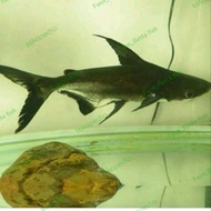 Ikan Hias Gengiskhan GK/Ikan Hiu Air Tawar Aquascape