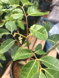 POKOK LONGAN LADA HITAM