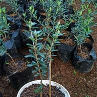 Olive tree/Olive tree BM can be used as indoor & outdoor decoration