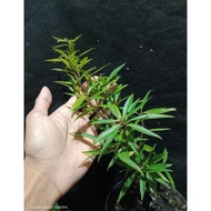 Siap Kirim Ficus California / Beringin California Bahan Bonsai Import