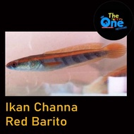 Ikan Channa Maru Red Barito Baby Red Barito Baby Channa