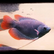 Sabah kaloi / (13-14cm) / 5inch / red tail giant gourami / Ornamental fish / Live fish / kaloi ekor 