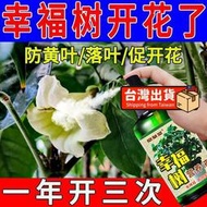 幸福樹專用營養液 發財樹平安樹防黃葉爛根卷葉一噴綠免稀釋促開花