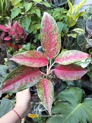 Stardust Aglaonema Rare Variety ❗ New Collection ❗