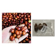 ♕㍿□Jujube Chinese Dates Mansanitas Fruit Tree Seeds