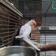 indian ringneck parrot blue pallid