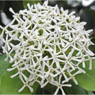 Pokok Ixora Odorata (Anak Pokok)'VIRAL'.